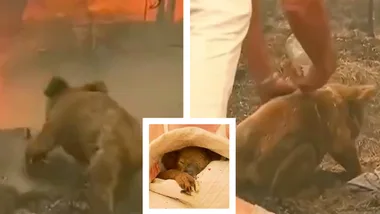 Woman rescues a scorched koala from Australian bushfire