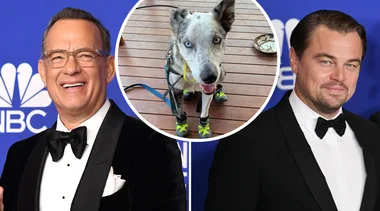 Celebs Are Obsessed With This Bushfire Volunteer Dog