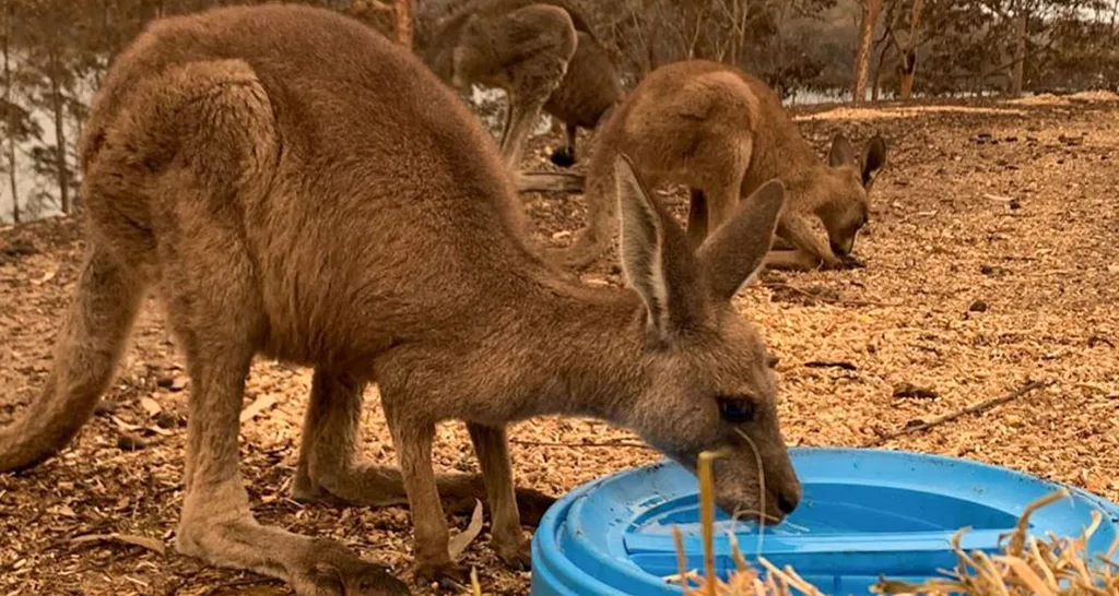 aussiebushfirekangaroo