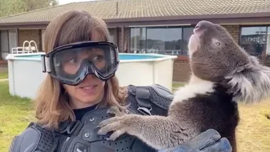 UK reporter pranked into thinking Koala is a ‘deadly predator’