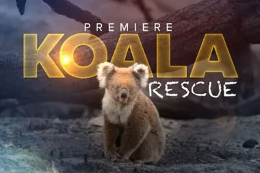 FIRST LOOK: Koala Rescue premieres Sunday on Seven