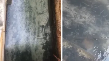 Video shows the water in Venice is running clear amid Convid-19