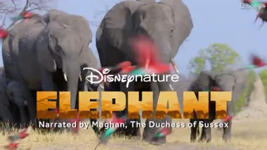 First trailer Elephant film narrated by Meghan Markle on Disney+