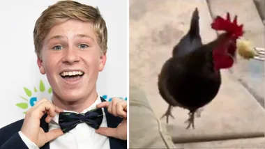 Robert Irwin feeds sister Bindi’s wedding cake to a chicken