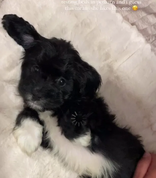 bella