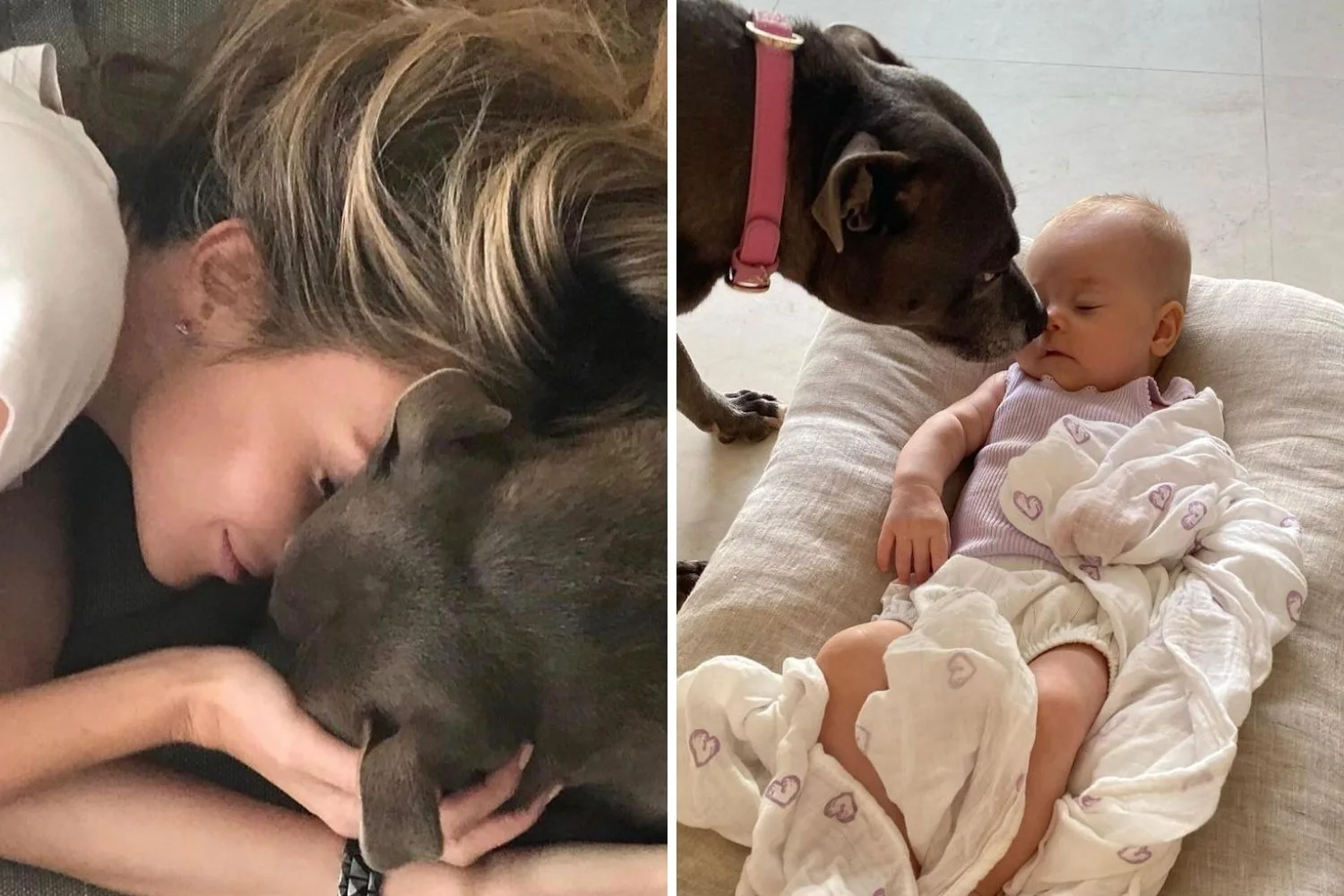 jen-hawkins-frankie-dog