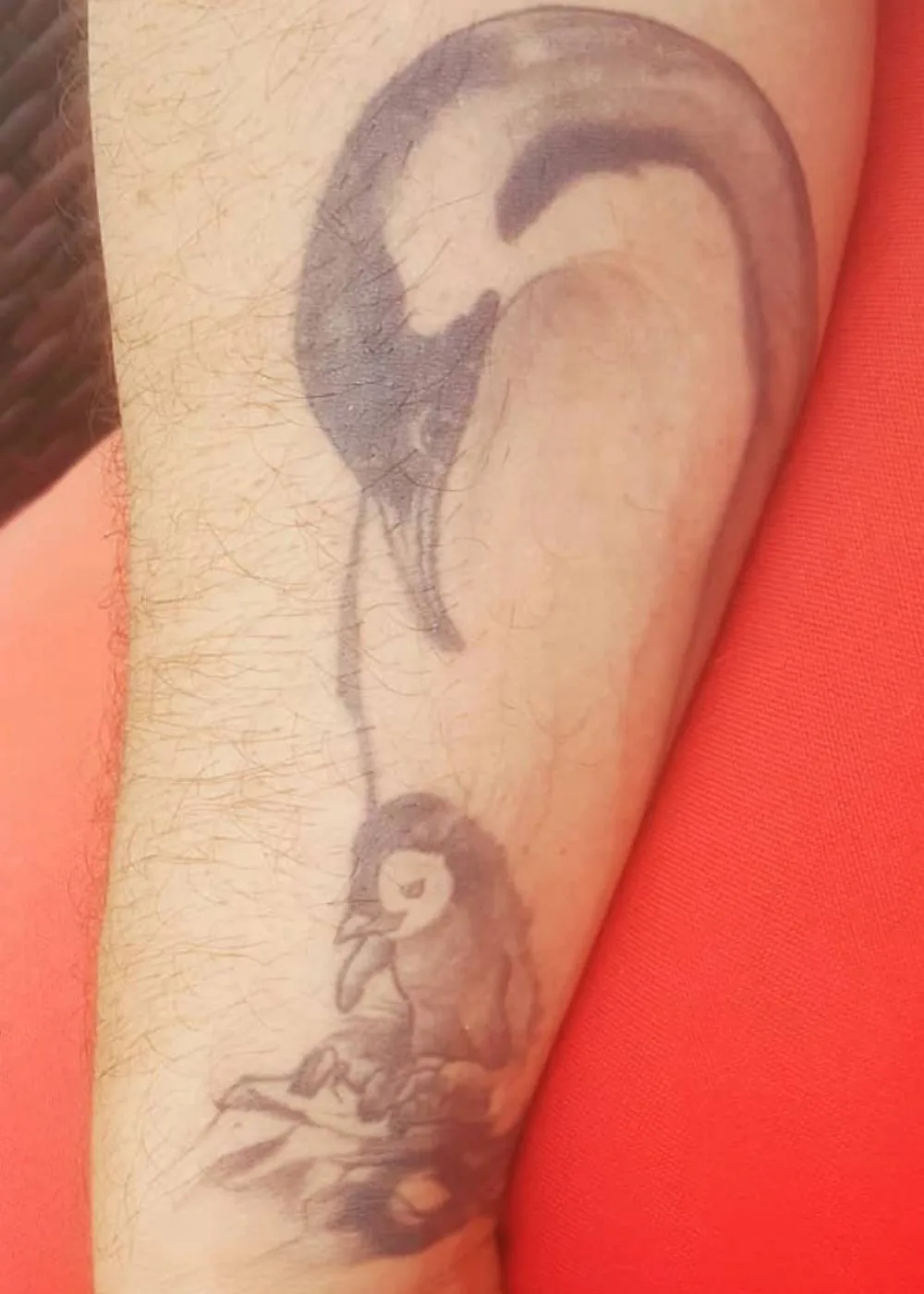 penguin-tattoo-bob-morley