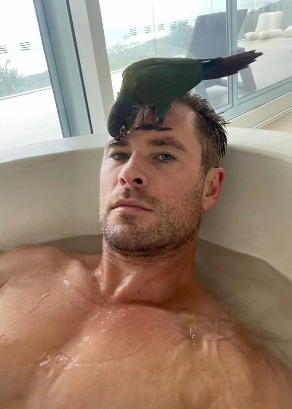 chris-hemsworth-parrot