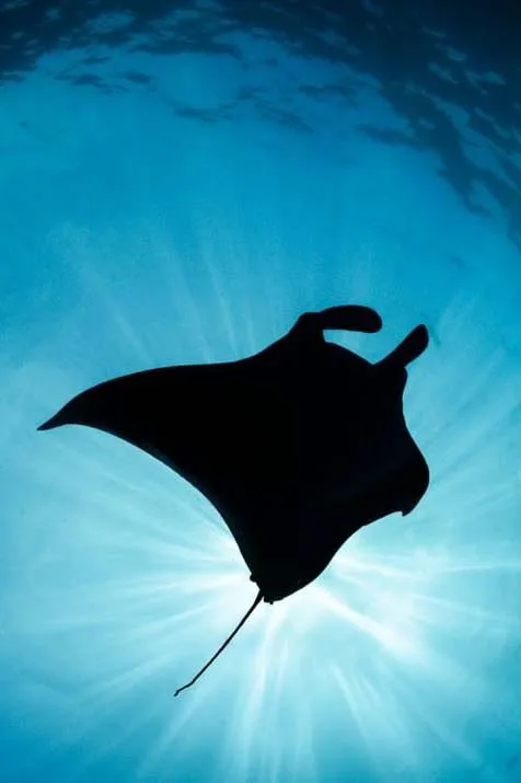 manta-ray