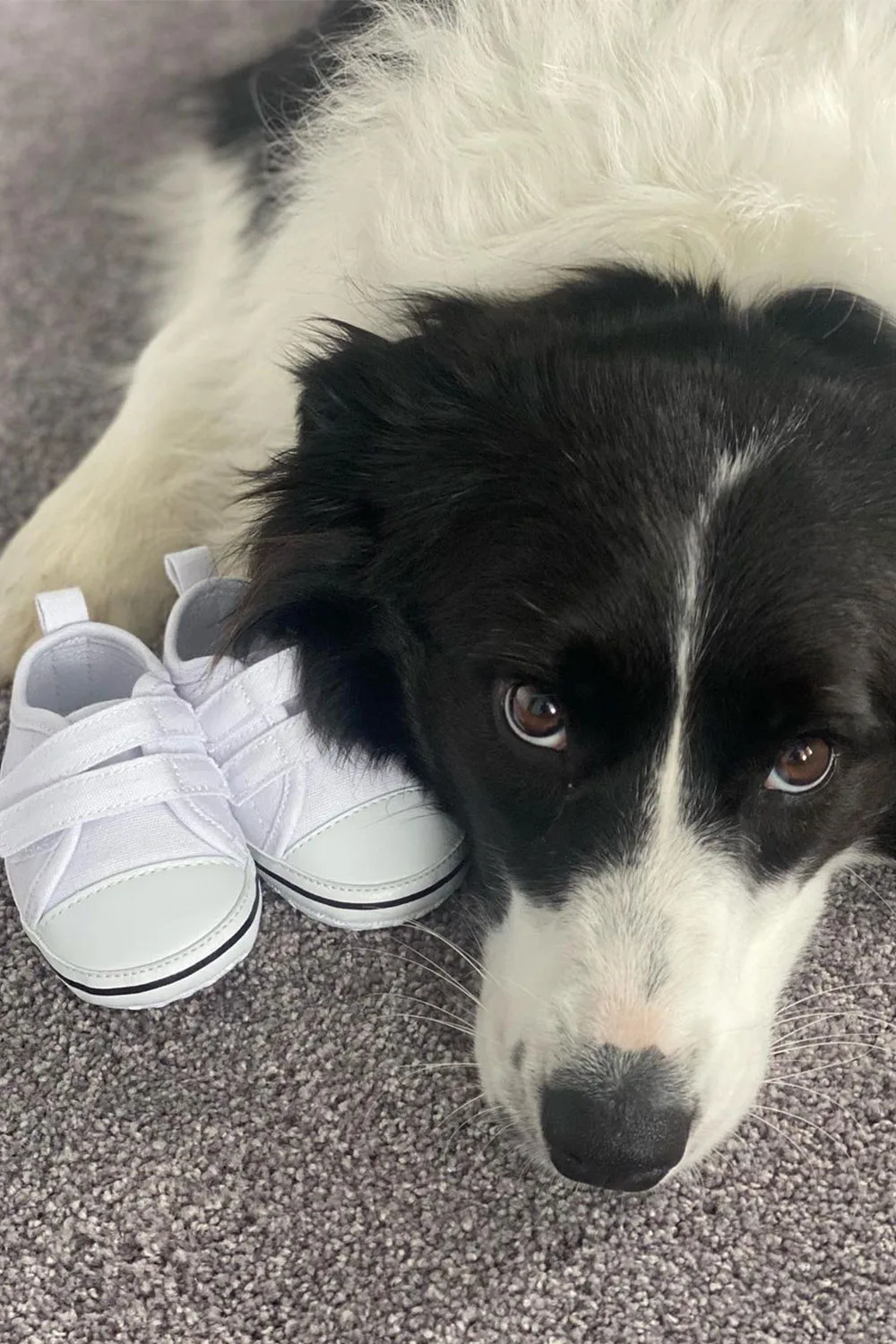 ash-bartys-dog-a-border-collie-laying-obediently-next-to-baby-tennis-shoes