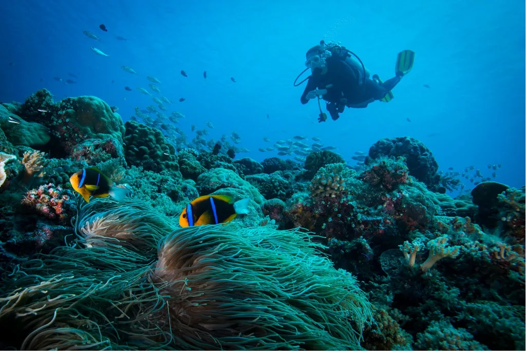 Experience the wonders of the reefs below.