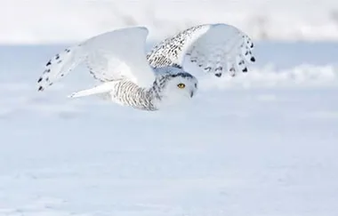 This Harry Potter And Hedwig Theory Will Actually Flip You Out!