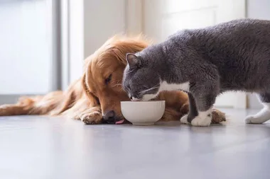 THIS Is How Often You Should Clean Your Pet’s Bowl