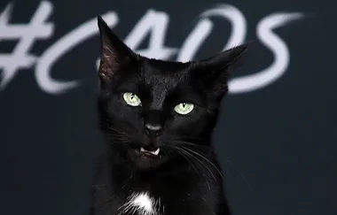 Salem the cat from ‘Chilling Adventures of Sabrina’ just walked the red carpet