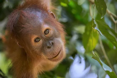 LUSH sets out to save the orangutan from extinction with their latest soap creation