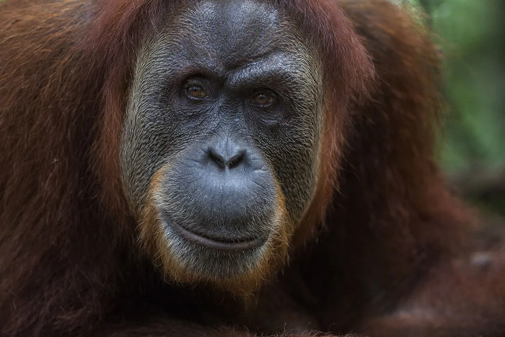 LUSH orangutan