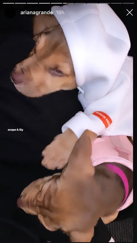 Ariana new dogs