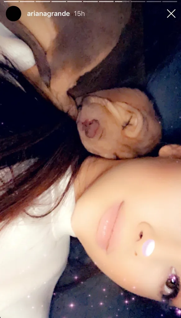 Ariana and her new pups