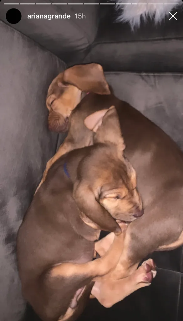 Ariana new dogs 2