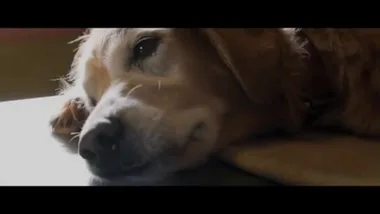 A Dog’s Purpose trailer ft. KJ Apa and Britt Robertson