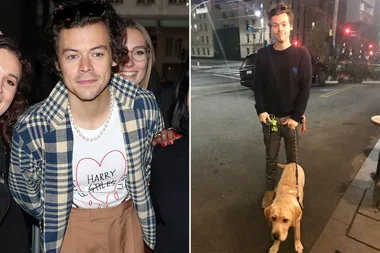Harry Styles helped a fan with their dog and now the internet wants to marry him