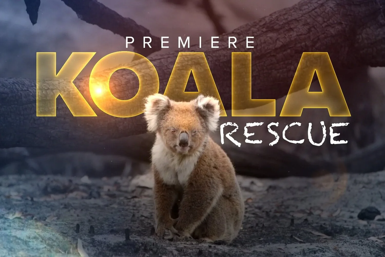 Koala Rescue