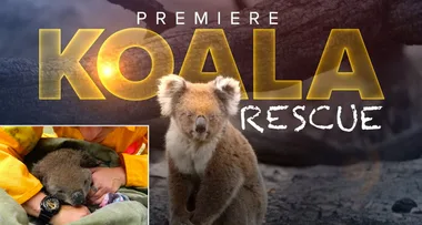 Koala Rescue will make you weep