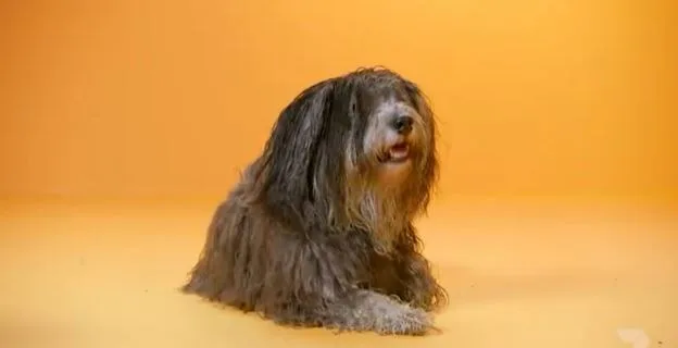 Baxie