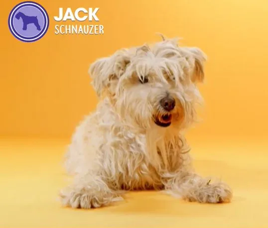 Jack