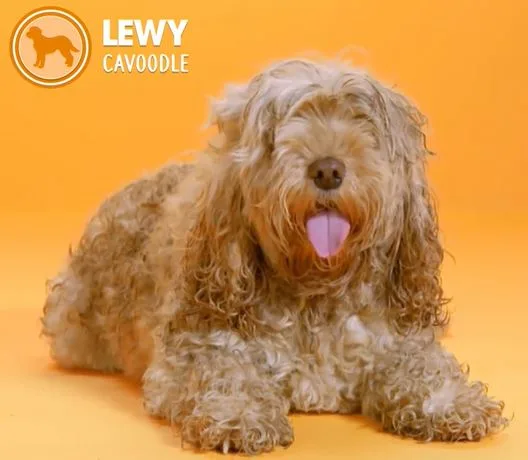 Lewy