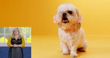 Pooch Perfect: A pup called Isabella steals hearts in a competitive premiere