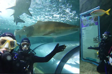 Shark diving with a side of sushi: the world’s most extreme dining experience