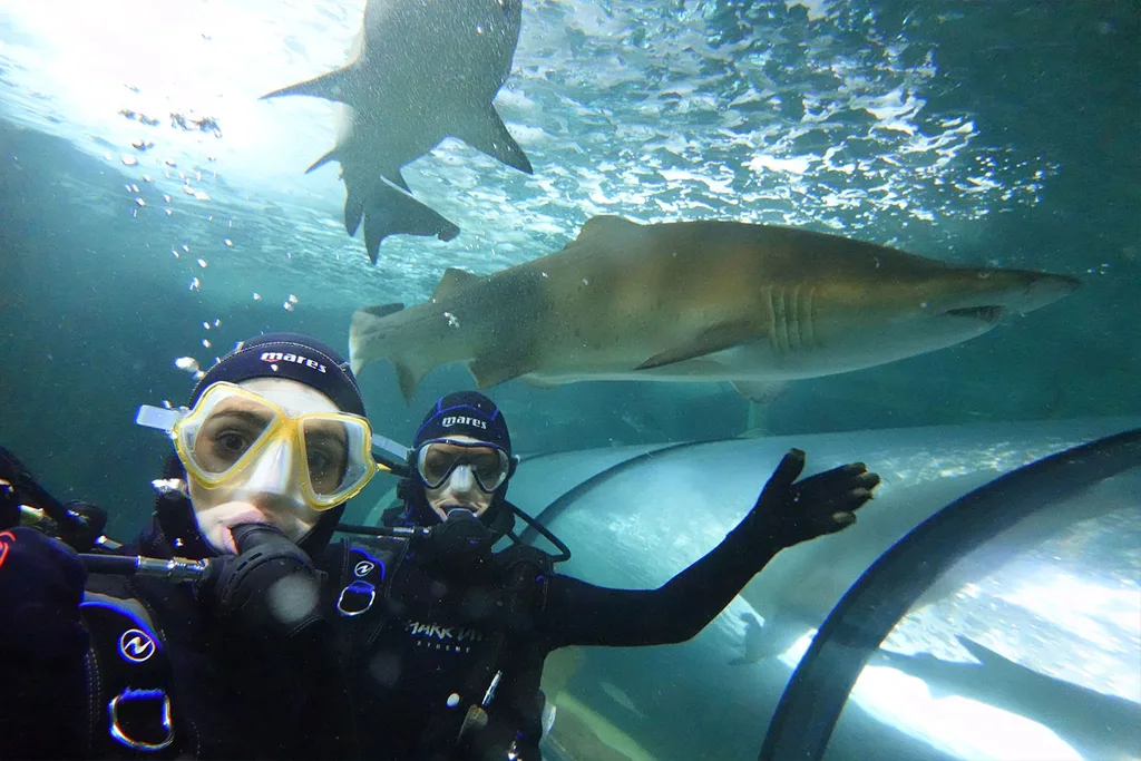 shark