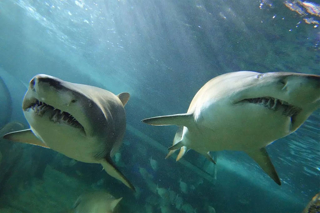 shark