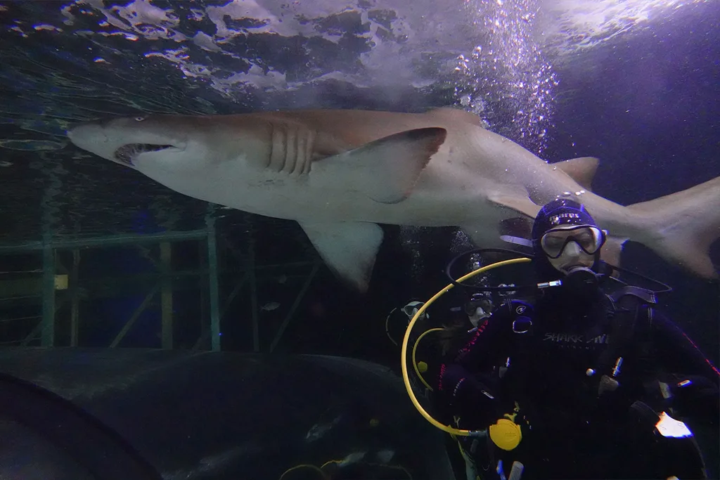 shark