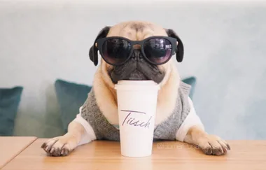 NATIONAL DOG DAY: How To Make Your Pooch Insta-Famous
