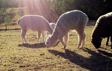 Animal lovers, this vacay destination will melt your heart