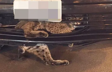 Poor Little Kitty Got Stuck In A Car’s Grill For 80 Kilometres