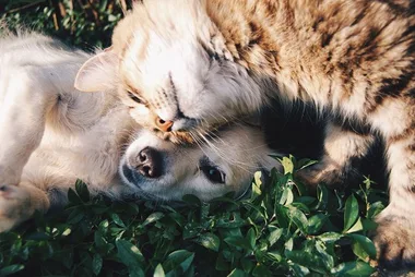 How To Keep Frightened Pets Safe From Fireworks