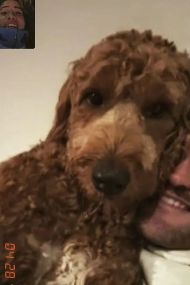 A close-up of a fluffy brown dog being held by a person, with a small video call screenshot in the corner.