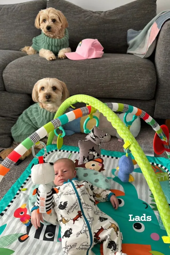 Baby lying on a colorful play mat with two small dogs in sweaters on a couch.