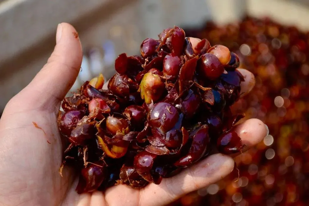 coffee-fruit