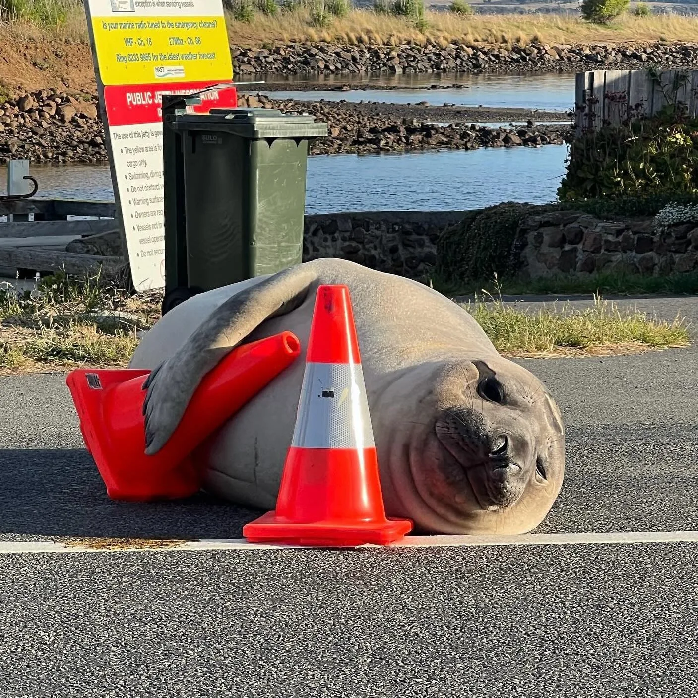 Viral Sensation Neil The Seal Given New Home New Idea Viral Sensation Neil The Seal Given New Home New Idea