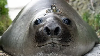 Northern elephant seal with a tracking tag on its head, lying on grass.