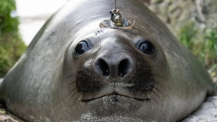 Northern elephant seal with a tracking tag on its head, lying on grass.