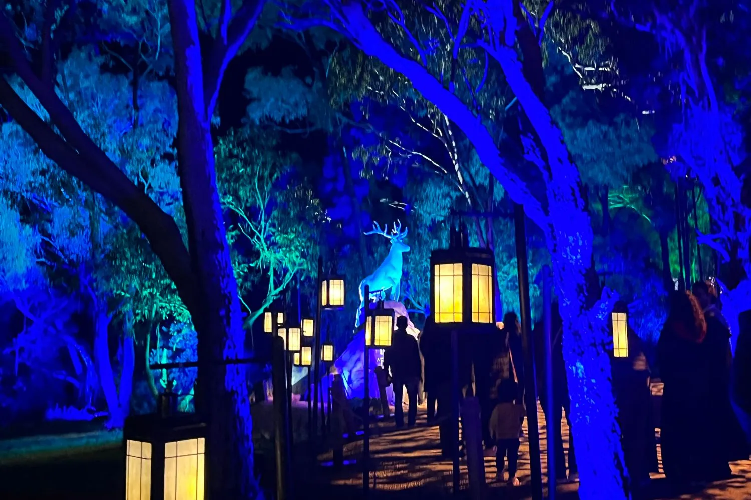 lights hang on trees at the harry potter forbidden forest experience in melbourne july