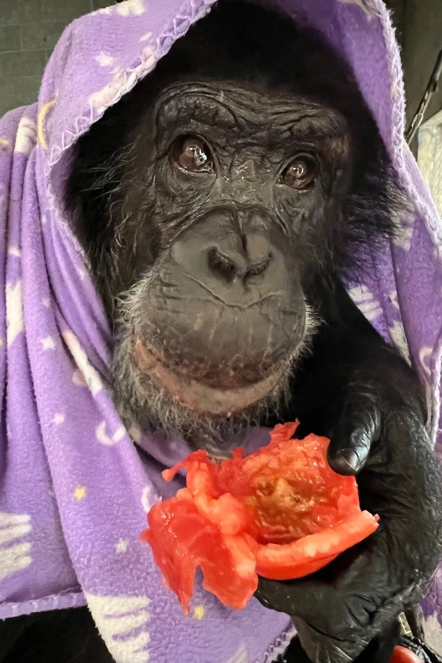 chimp crazy