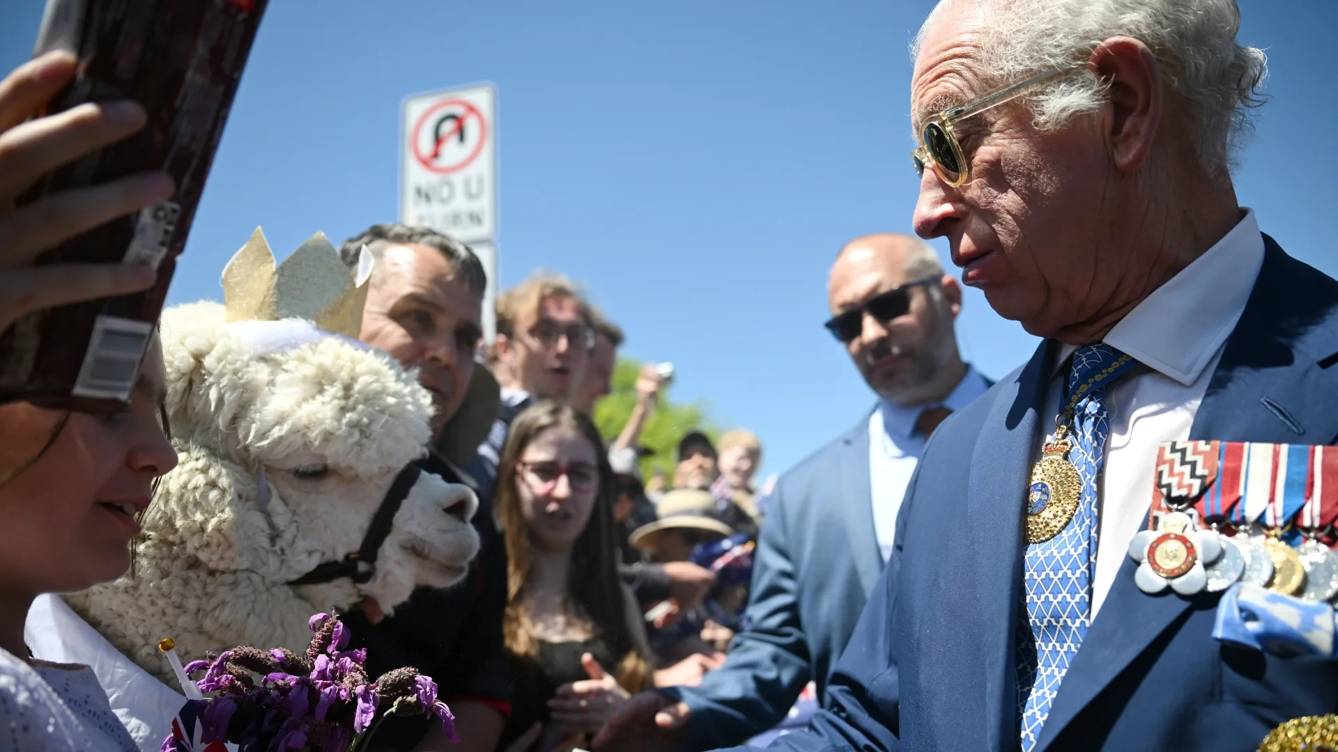 king charles alpaca