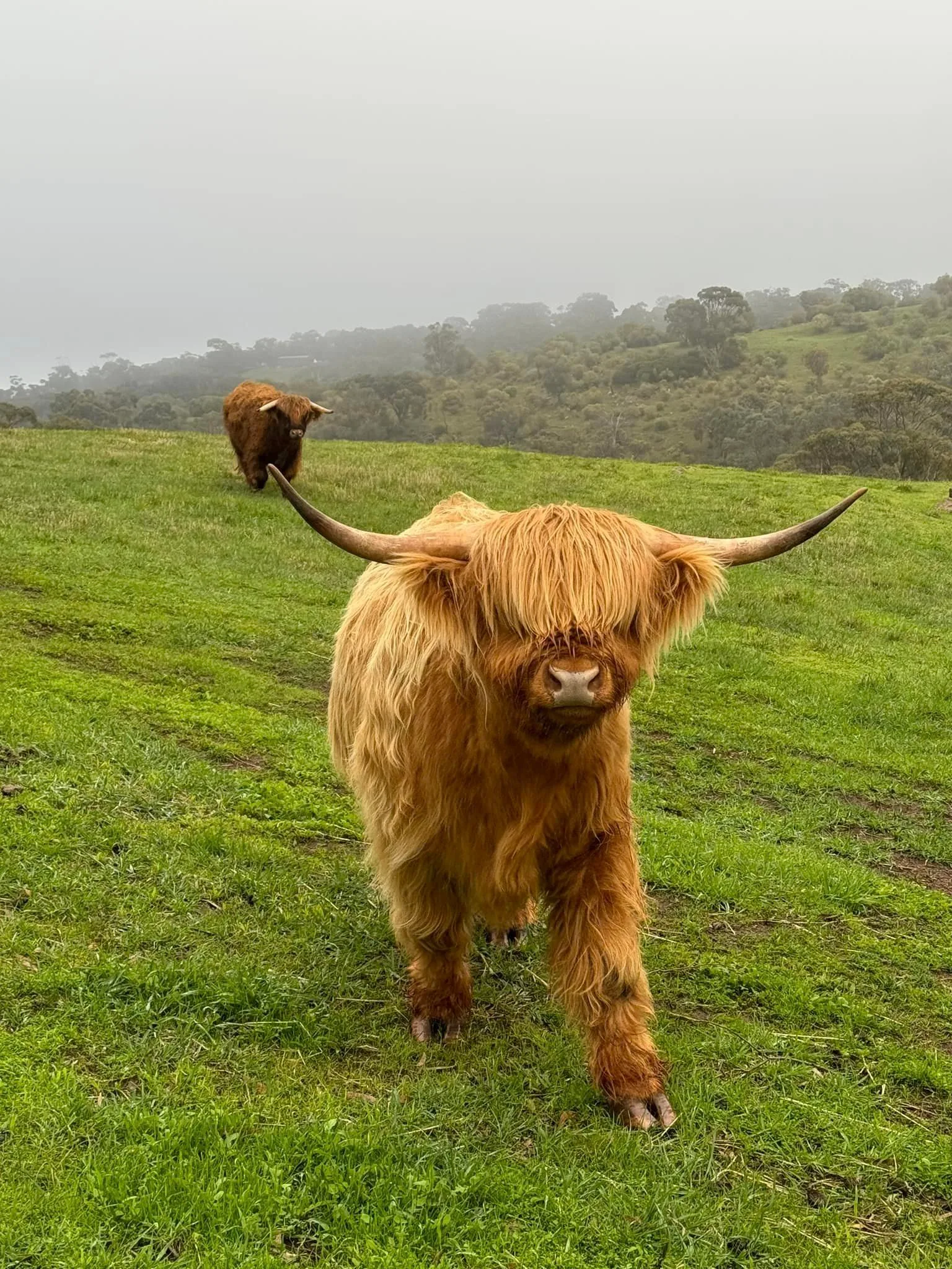 Rahley highland cow