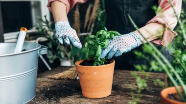 growing basil in a pot